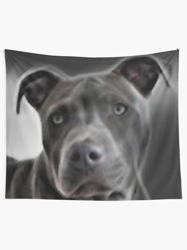 blue nose pit adoption