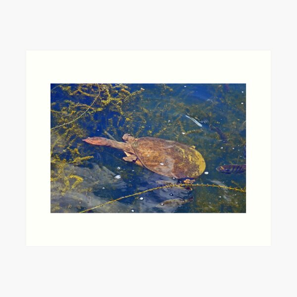 Item preview, southern soft shell turtle designed and sold by Margaret Shark.