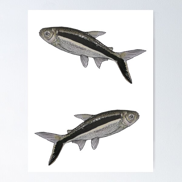 Item preview, Penguin Tetra designed and sold by bethanyasmith42.