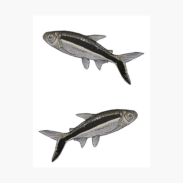 Item preview, Penguin Tetra designed and sold by bethanyasmith42.