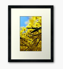 wattle Framed Print
