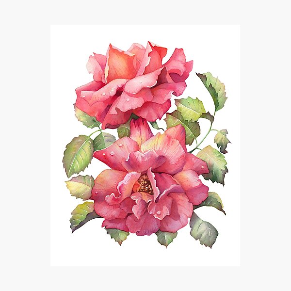 Item preview, Coral Roses in Bloom designed and sold by Anna Bucciarelli.