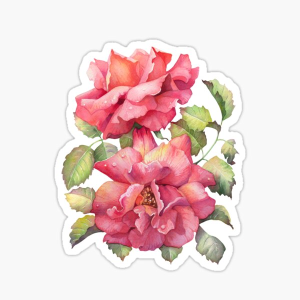 Coral Roses in Bloom Sticker