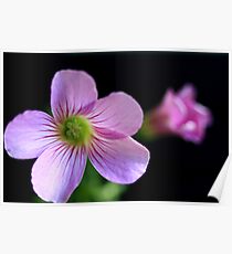 Oxalis Poster