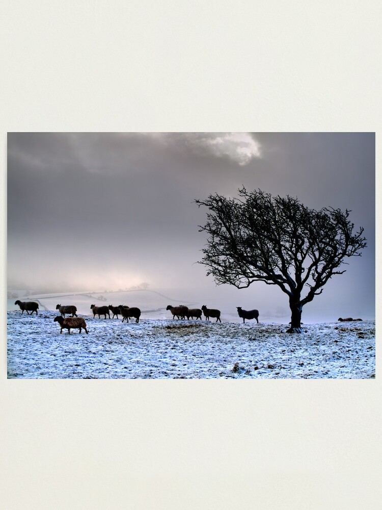 Alternate view of In search of food... Photographic Print
