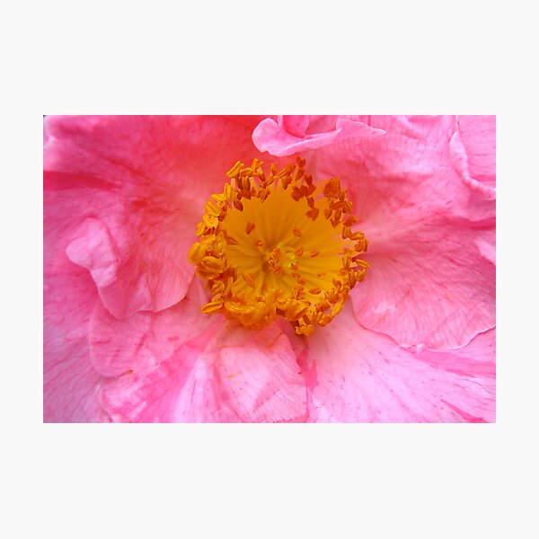 Artikelvorschau, Delightful bloom entworfen und verkauft von browna.