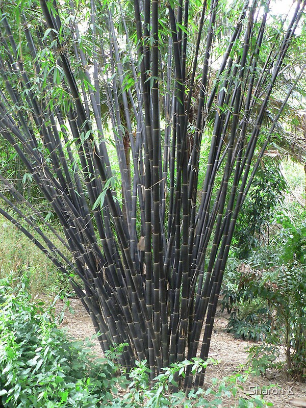 "Java Black Bamboo" by Sharon K Redbubble