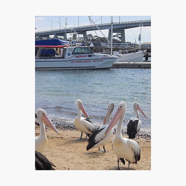 Item preview, Pelicans at San Remo, Victoria, Australia designed and sold by Dorothy McKay.