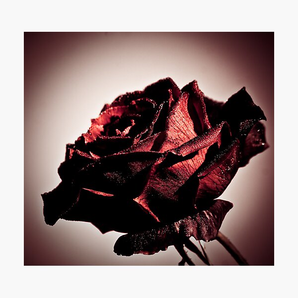 Item preview, Vintage rose  designed and sold by Nina  Matthews Photography.