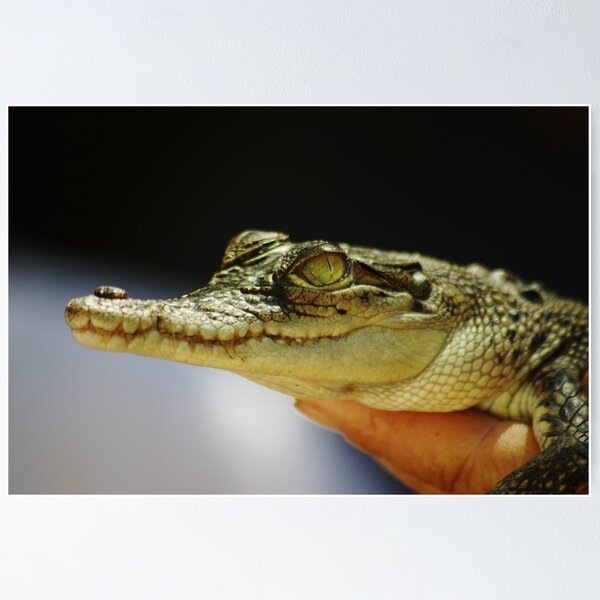 Item preview, Baby Croc designed and sold by JessicaGillan.