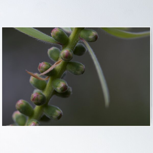 Item preview, Buds of a Bottle Brush designed and sold by Laney Lane.