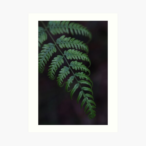 Deep green fern Art Print