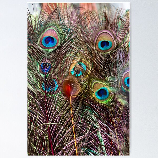 Item preview, Peacock Bear Licking a Treat designed and sold by ElyseFradkin.