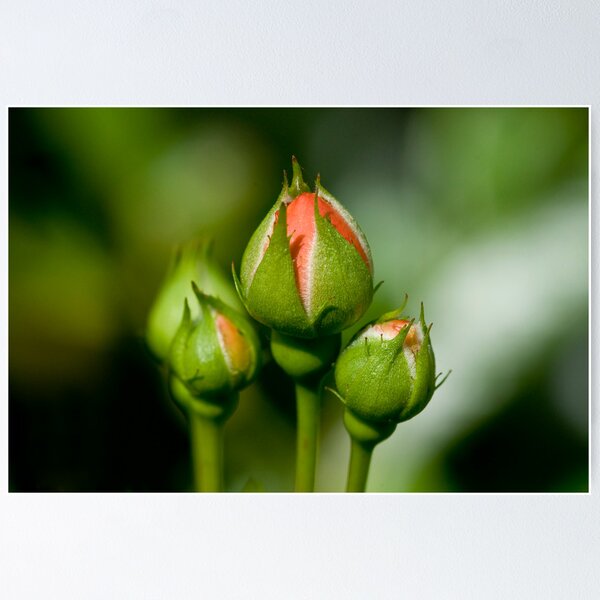 Item preview, Little Rose designed and sold by Quasebart.