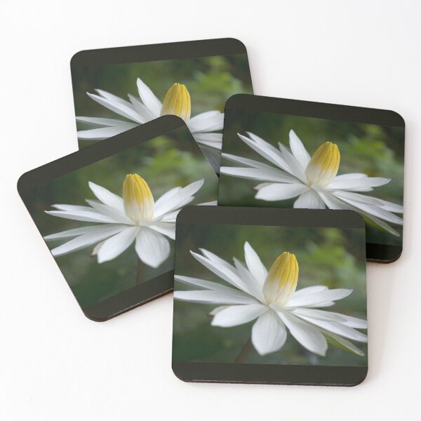 Item preview, Night Bloomer ~ White Water Lily with Splayed Petals   designed and sold by Kerryn Madsen-Pietsch.