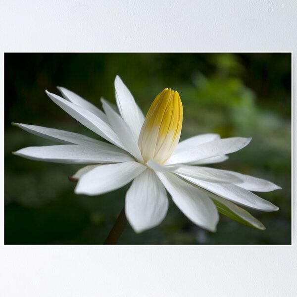 Item preview, Night Bloomer ~ White Water Lily with Splayed Petals   designed and sold by Kerryn Madsen-Pietsch.