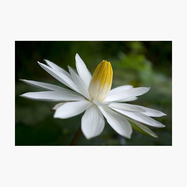 Item preview, Night Bloomer ~ White Water Lily with Splayed Petals   designed and sold by Kerryn Madsen-Pietsch.