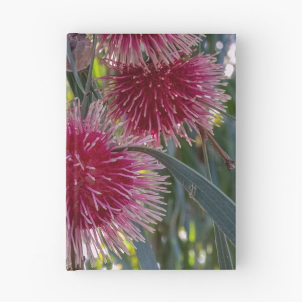 Item preview, Hakea Laurina - group designed and sold by DPalmer.