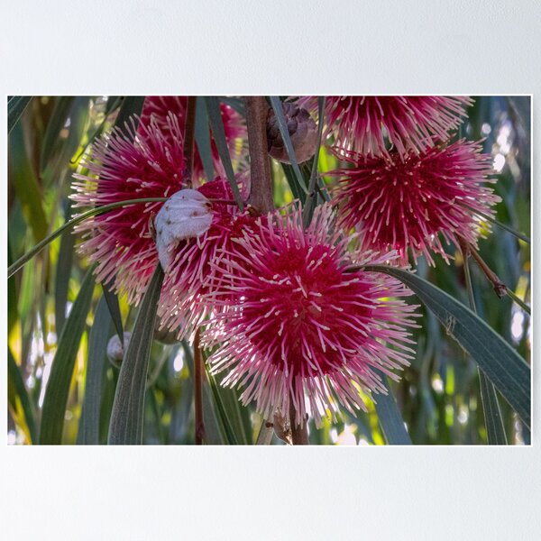 Item preview, Hakea Laurina - group designed and sold by DPalmer.
