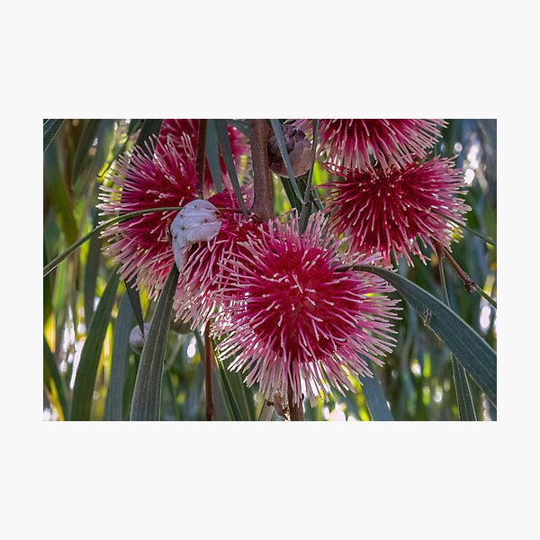 Item preview, Hakea Laurina - group designed and sold by DPalmer.