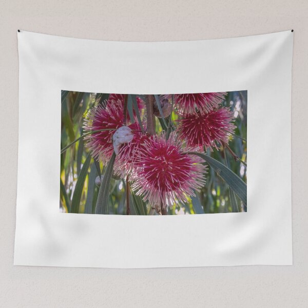 Item preview, Hakea Laurina - group designed and sold by DPalmer.