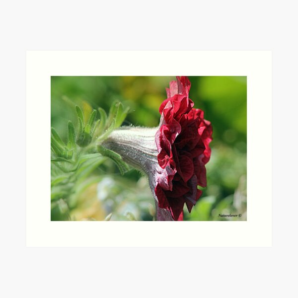 Item preview, Fanfare! designed and sold by naturelover.