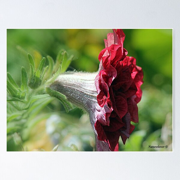 Item preview, Fanfare! designed and sold by naturelover.