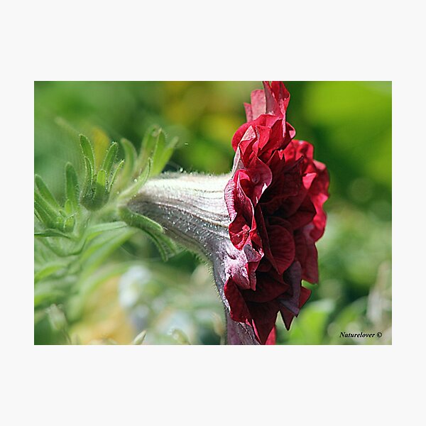 Item preview, Fanfare! designed and sold by naturelover.