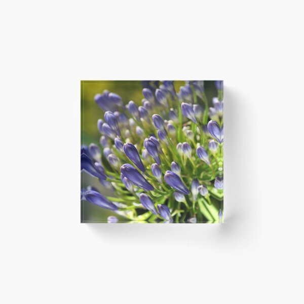 Item preview, Close With Agapanthus Flower designed and sold by Joy Watson - Natural Light Photography .
