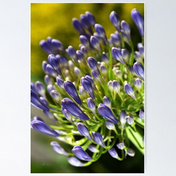 Item preview, Close With Agapanthus Flower designed and sold by Joy Watson - Natural Light Photography .