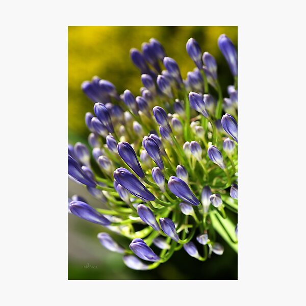 Item preview, Close With Agapanthus Flower designed and sold by Joy Watson - Natural Light Photography .