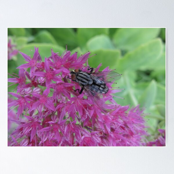 Item preview, Art Deco Fly designed and sold by MarianBendeth.