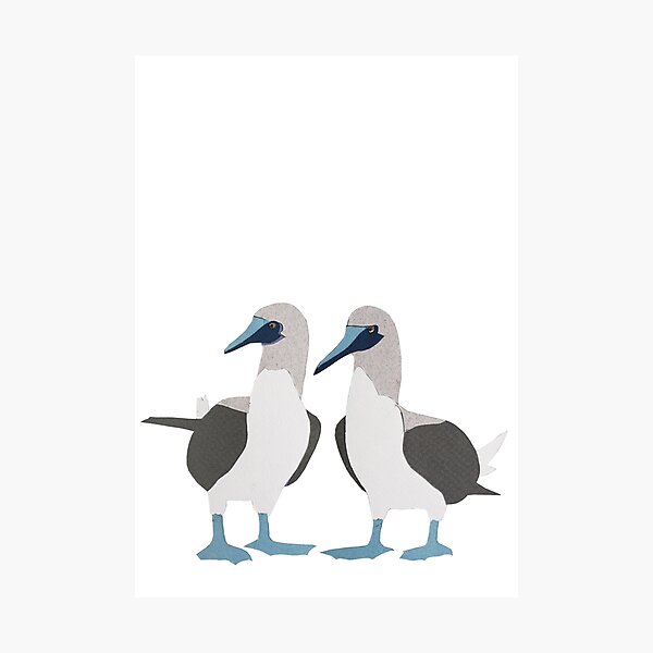 Item preview, Blue-Footed Boobies designed and sold by thesilkmoth.