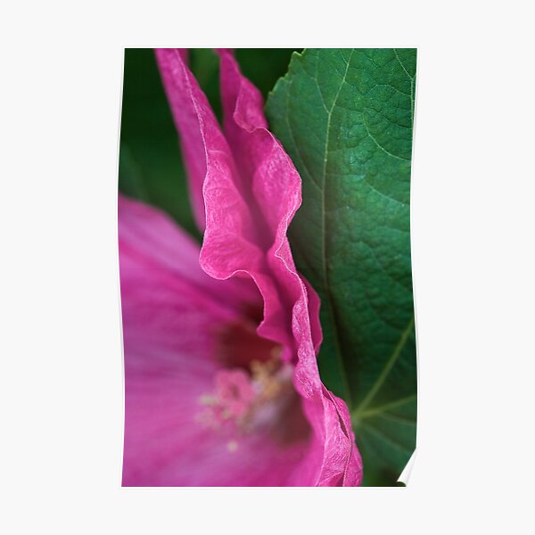 Erotic Flora Poster