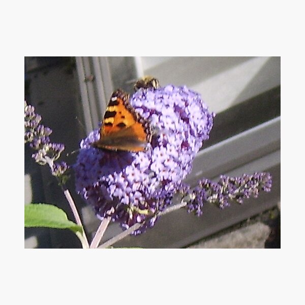 Item preview, Buddleia, Butterfly, Bee-autiful designed and sold by RedFoxLou.