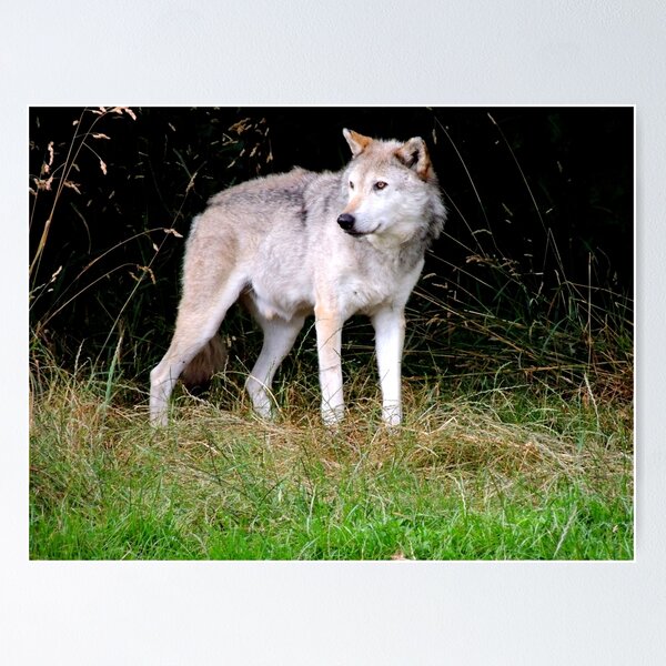 Item preview, Grey Wolf One designed and sold by Barnbk02.