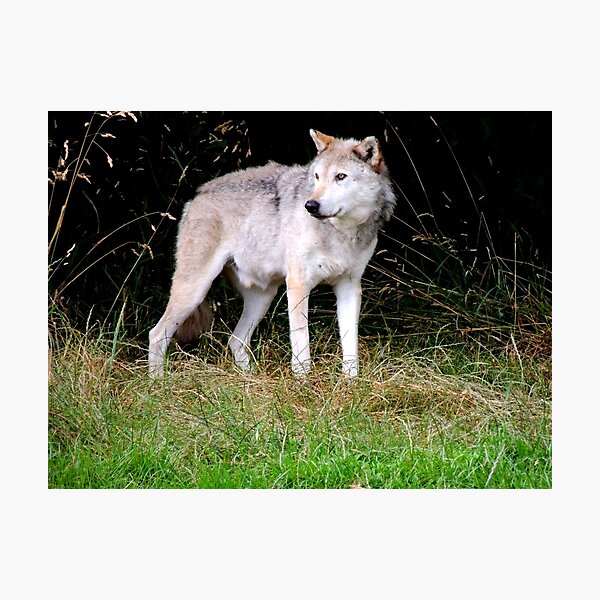 Item preview, Grey Wolf One designed and sold by Barnbk02.
