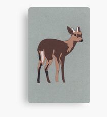 Zanzibar Suni Canvas Print