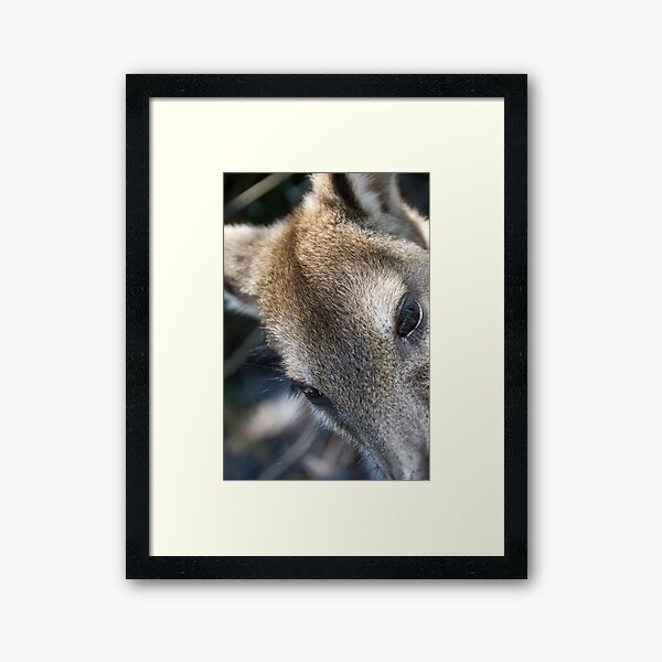 Item preview, Kangaroo Closeup designed and sold by palmerphoto.