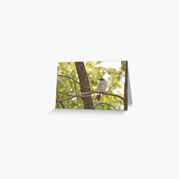 Hooded Robin - female (308) Greeting Card