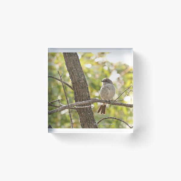 Hooded Robin - female (308) Acrylic Block
