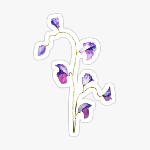 Item preview, hand painted 2 elegant purple sweet peas flower watercolor  designed and sold by ColorandColor.