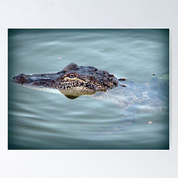 Item preview, Alligator Visit designed and sold by DottieDees.