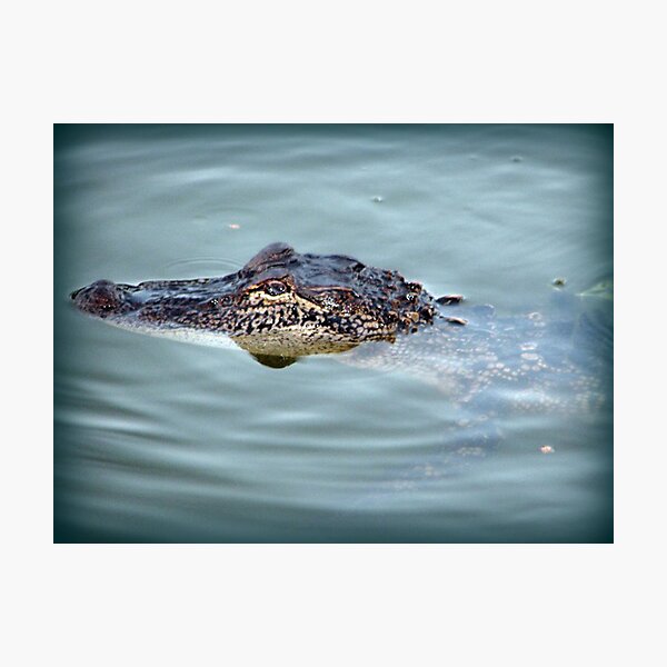 Item preview, Alligator Visit designed and sold by DottieDees.