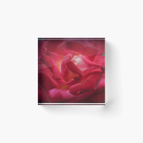 Item preview, Rose On Fire designed and sold by Christine Lake.