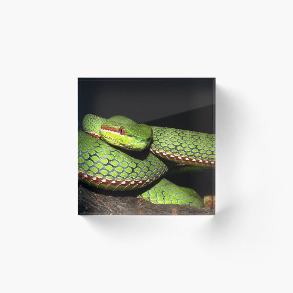 Green viper snake Acrylic Block
