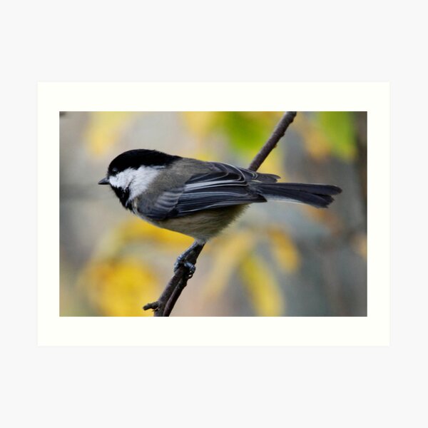 Chickadee in Autumn: Ready to Spring Art Print