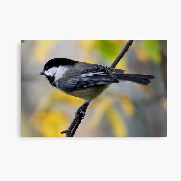 Chickadee in Autumn: Ready to Spring Canvas Print