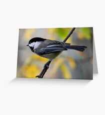 Chickadee in Autumn: Ready to Spring Greeting Card