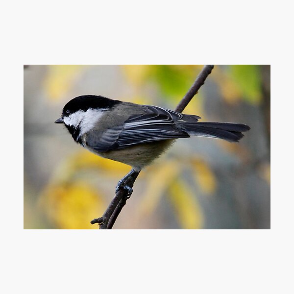 Chickadee in Autumn: Ready to Spring Photographic Print